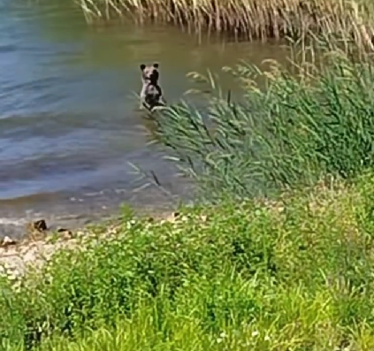 Αρκουδάκι πήγε για μπάνιο στη μικρή Πρέσπα